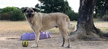 YOGI, Hund, Mischlingshund in Italien - Bild 17
