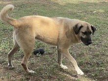 YOGI, Hund, Mischlingshund in Italien - Bild 27