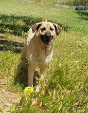 YOGI, Hund, Mischlingshund in Italien - Bild 28