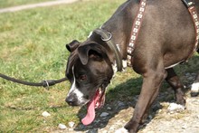 ATO, Hund, Staffordshire Bull Terrier in Heilbronn - Bild 1