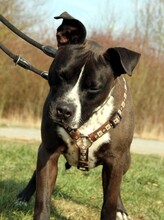 ATO, Hund, Staffordshire Bull Terrier in Heilbronn - Bild 6