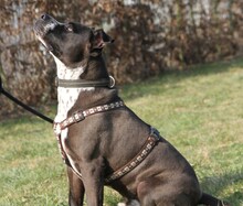 ATO, Hund, Staffordshire Bull Terrier in Heilbronn - Bild 8