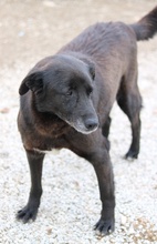 KENZO, Hund, Mischlingshund in Griechenland - Bild 4