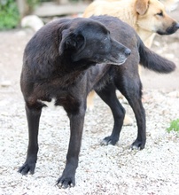 KENZO, Hund, Mischlingshund in Griechenland - Bild 5