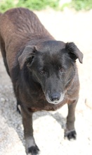KENZO, Hund, Mischlingshund in Griechenland - Bild 6