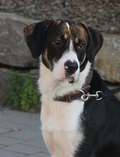 SKY, Hund, Mischlingshund in Heilbronn - Bild 2