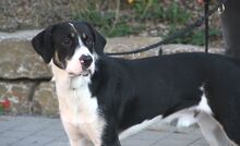 SKY, Hund, Mischlingshund in Heilbronn - Bild 3