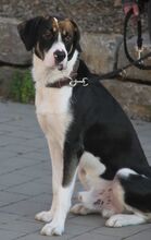 SKY, Hund, Mischlingshund in Heilbronn - Bild 5