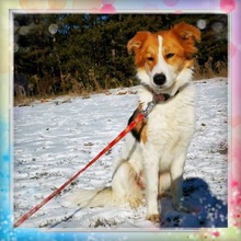 MARIKA, Hund, Mischlingshund in Bulgarien - Bild 1