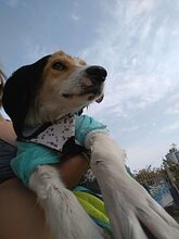 MARIKA, Hund, Mischlingshund in Bulgarien - Bild 10