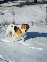 MARIKA, Hund, Mischlingshund in Bulgarien - Bild 2