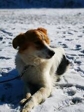 MARIKA, Hund, Mischlingshund in Bulgarien - Bild 4