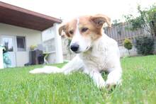MARIKA, Hund, Mischlingshund in Bulgarien - Bild 5