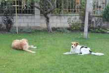 MARIKA, Hund, Mischlingshund in Bulgarien - Bild 7