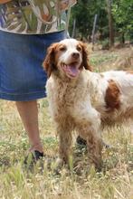ADOLFO, Hund, Epagneul Breton in Spanien - Bild 2