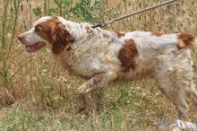 ADOLFO, Hund, Epagneul Breton in Spanien - Bild 3