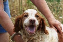 ADOLFO, Hund, Epagneul Breton in Spanien - Bild 5