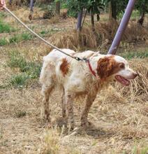 ADOLFO, Hund, Epagneul Breton in Spanien - Bild 6