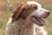 ADOLFO, Hund, Epagneul Breton in Spanien - Bild 7