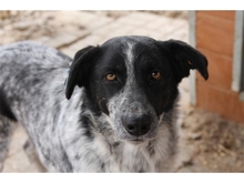 KEEVA, Hund, Mischlingshund in Rumänien - Bild 1