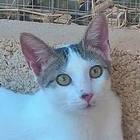 LUNA, Katze, Europäisch Kurzhaar in Spanien - Bild 1