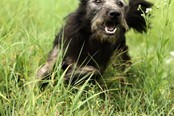 GINORA, Hund, Mischlingshund in Kroatien - Bild 2