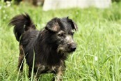 GINORA, Hund, Mischlingshund in Kroatien - Bild 3