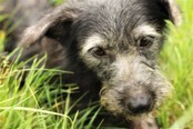 GINORA, Hund, Mischlingshund in Kroatien - Bild 4