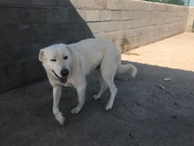 DAVINCI, Hund, Mischlingshund in Spanien - Bild 11
