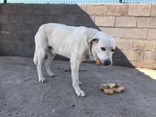 DAVINCI, Hund, Mischlingshund in Spanien - Bild 3