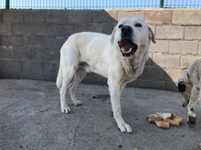 DAVINCI, Hund, Mischlingshund in Spanien - Bild 4