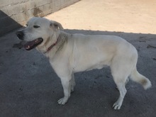 DAVINCI, Hund, Mischlingshund in Spanien - Bild 5