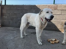 DAVINCI, Hund, Mischlingshund in Spanien - Bild 6