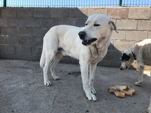 DAVINCI, Hund, Mischlingshund in Spanien - Bild 8