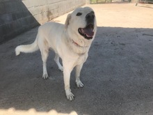 DAVINCI, Hund, Mischlingshund in Spanien - Bild 9