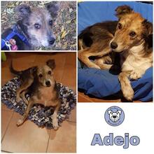 ADEJO, Hund, Mischlingshund in Hemmoor - Bild 1