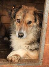 ADEJO, Hund, Mischlingshund in Hemmoor - Bild 2