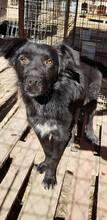 SILVY, Hund, Mischlingshund in Rumänien - Bild 1