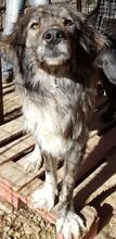 SILVY, Hund, Mischlingshund in Rumänien - Bild 11