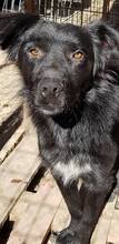 SILVY, Hund, Mischlingshund in Rumänien - Bild 13