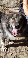 SILVY, Hund, Mischlingshund in Rumänien - Bild 14