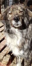 SILVY, Hund, Mischlingshund in Rumänien - Bild 5
