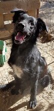 SILVY, Hund, Mischlingshund in Rumänien - Bild 7
