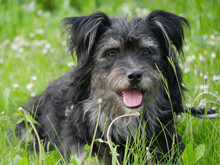 ELTON, Hund, Mischlingshund in Poxdorf - Bild 1