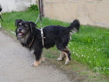ELTON, Hund, Mischlingshund in Poxdorf - Bild 2