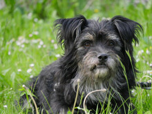 ELTON, Hund, Mischlingshund in Poxdorf - Bild 4