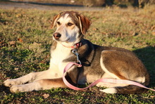 PORTIA, Hund, Mischlingshund in Griechenland - Bild 1