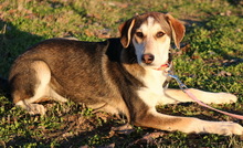 PORTIA, Hund, Mischlingshund in Griechenland - Bild 12