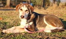 PORTIA, Hund, Mischlingshund in Griechenland - Bild 13