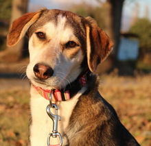 PORTIA, Hund, Mischlingshund in Griechenland - Bild 4